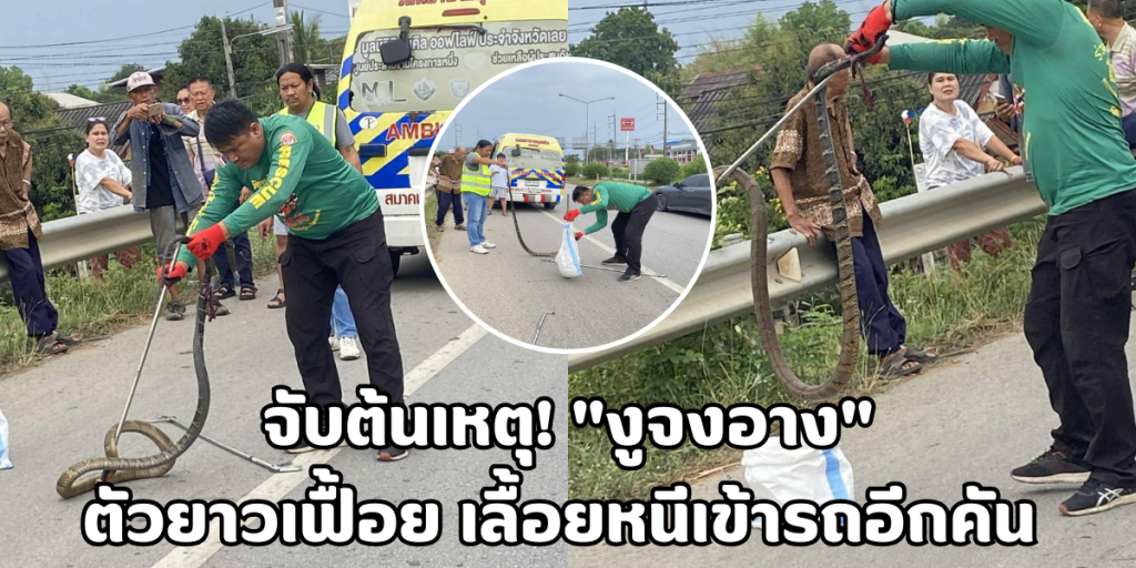 งูจงอาง