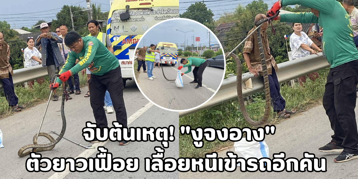 งูจงอาง