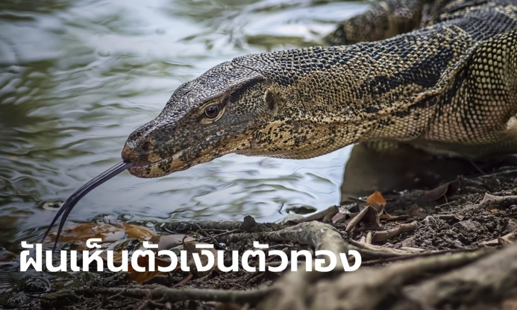 ฝันเห็นตัวเงินตัวทอง