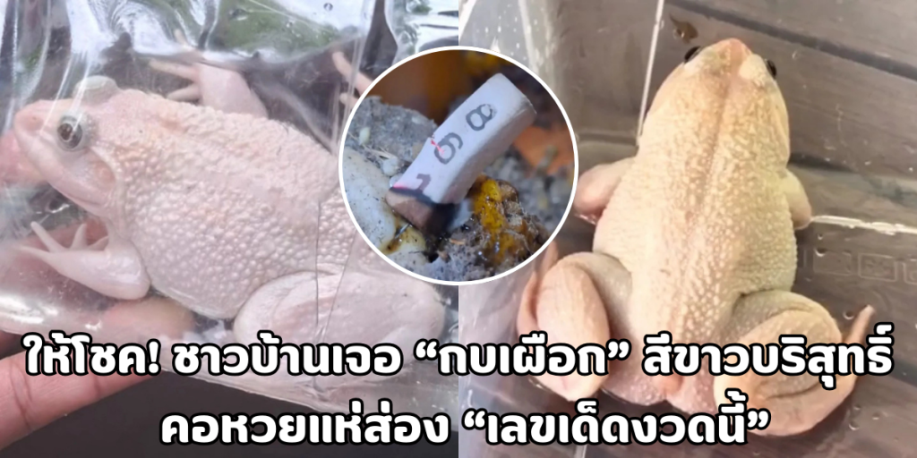กบเผือก