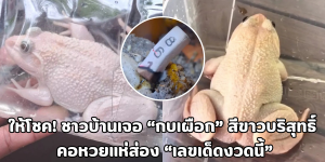 กบเผือก