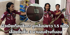 งูเหลือมยาว 1.5 เมตร