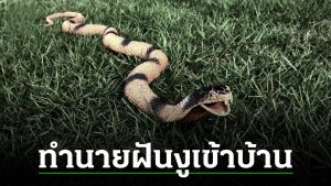 ฝันว่างูเข้าบ้าน
