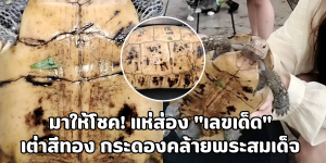 เต่าสีทอง