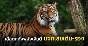เลขเด็ด เสือตกถังพลังเงินดี