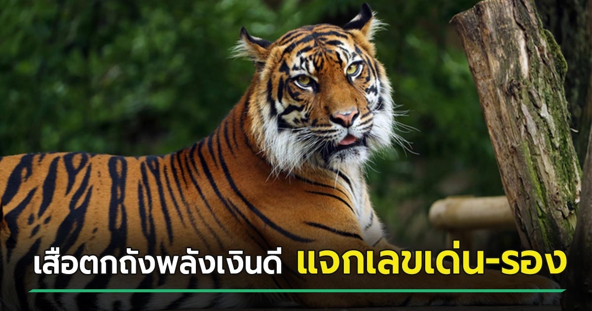 เลขเด็ด เสือตกถังพลังเงินดี