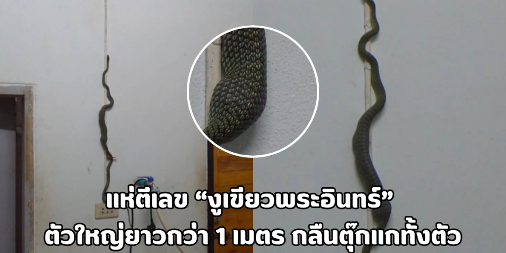 งูเขียวพระอินทร์