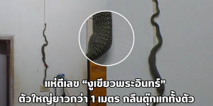 งูเขียวพระอินทร์