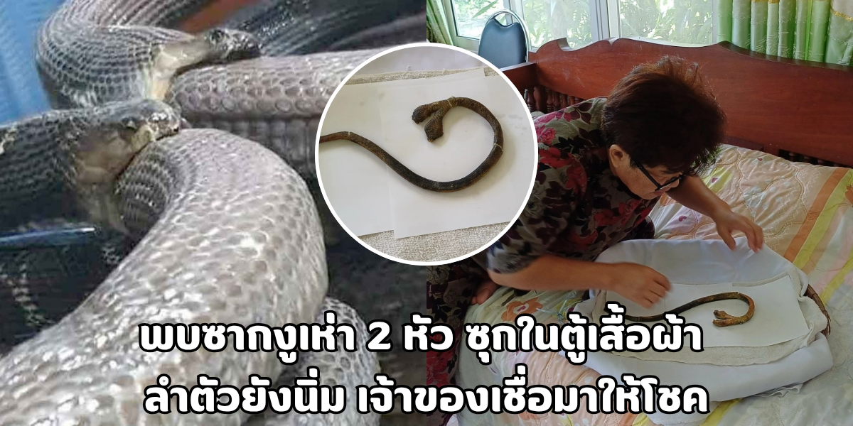 ซากงูเห่า 2 หัว