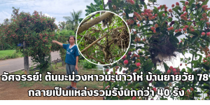ต้นมะม่วงหาวมะนาวโห่