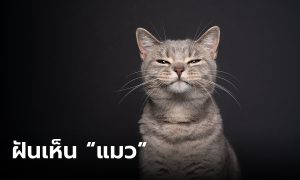 ฝันเห็นแมว