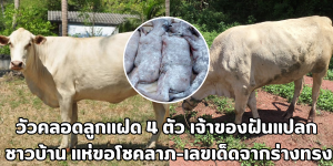 วัวคลอดลูกแฝด 4 ตัว