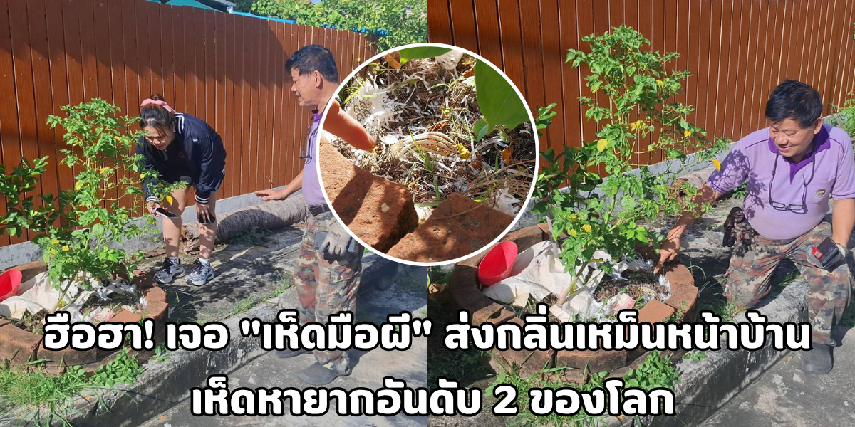 เห็ดมือผี