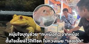 กบเผือก