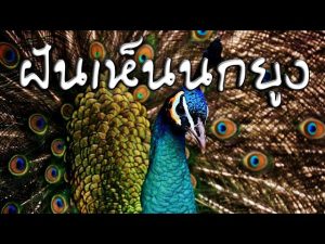 ฝันเห็นนกยูง