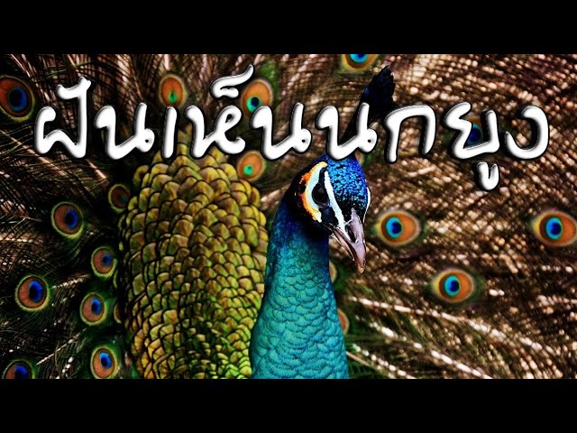 ฝันเห็นนกยูง