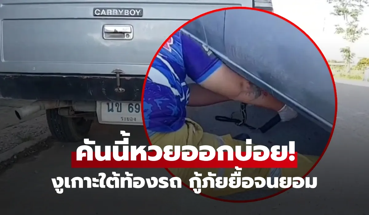 ไม่รอดงูเกาะใต้รถ