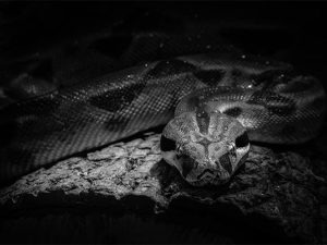 พร้อมตีหวยเด็ด