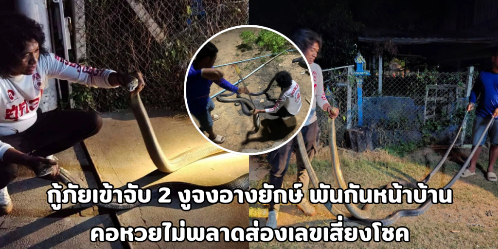 งูจงอางยักษ์