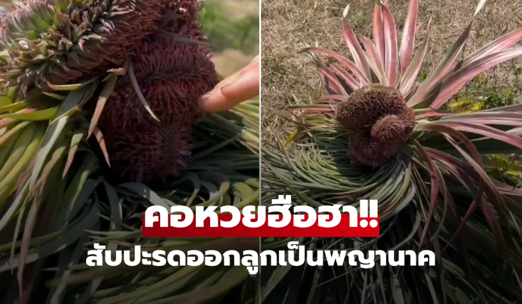ออกลูกเป็นพญานาค