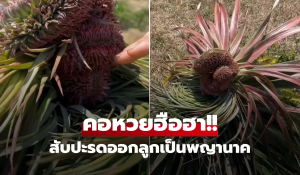 ออกลูกเป็นพญานาค